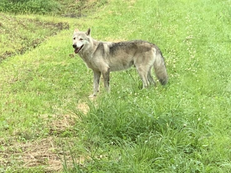 野犬写真_1.jpg