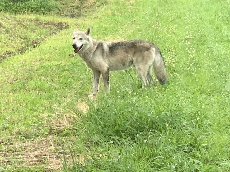 野犬写真_1.jpg