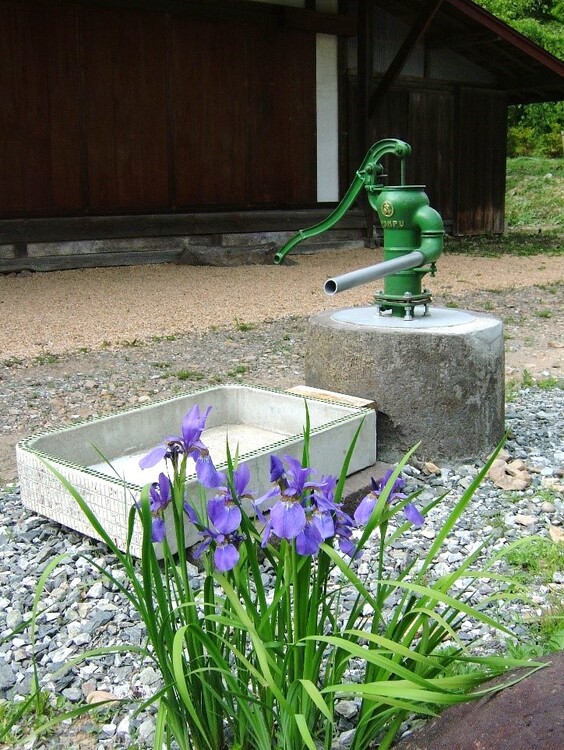 アヤメ