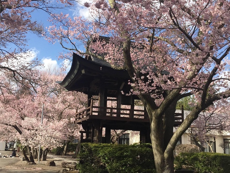 深叢寺桜.jpeg