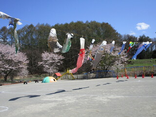 園庭で満開の桜の中こいのぼりがおよいでいます