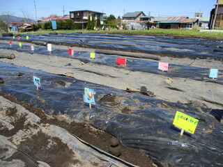 じゃがいもを植えた畝にカラフルな看板が並んでいます