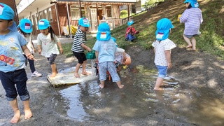 園庭の水に触れて遊んでいます