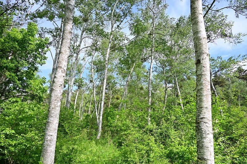 DSC_1354.JPG