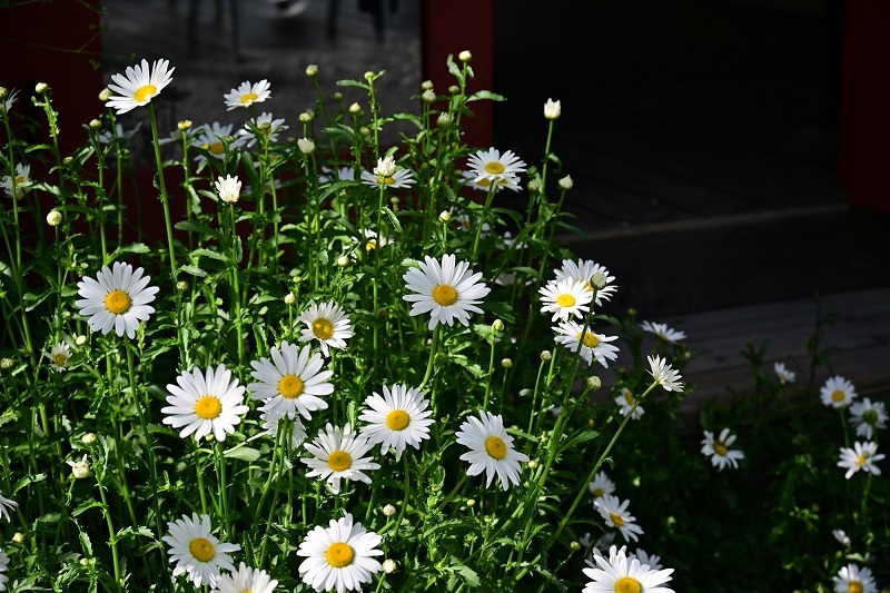 DSC_1383.JPG