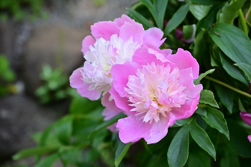DSC_1705.JPG