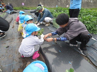 畑で年少児にさつまいもの植え方を学生が教えています