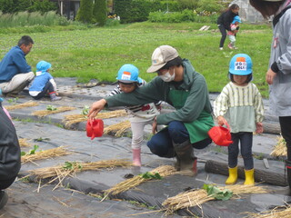 畑で植えたさつまいもに年少児が学生と一緒に水をあげています
