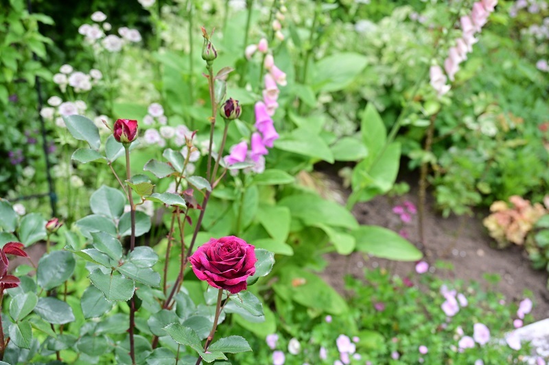 DSC_1731.JPG