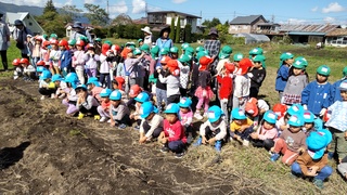 以上児クラスが畑で焼き芋会に参加しています