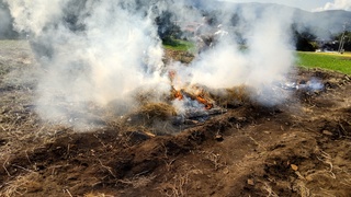 燃やしている草から沢山の煙が出ています