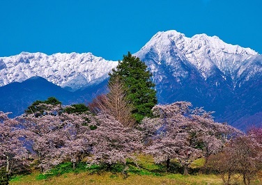 06.桜と冠雪の八ヶ岳.jpg
