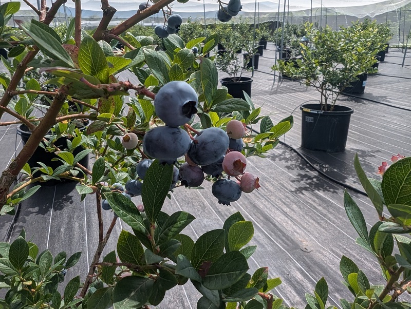 原村の山麓BV園内HP用_20240726_004614205.jpg