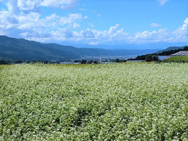 ライスセンター近くのそば畑2.MP.jpg