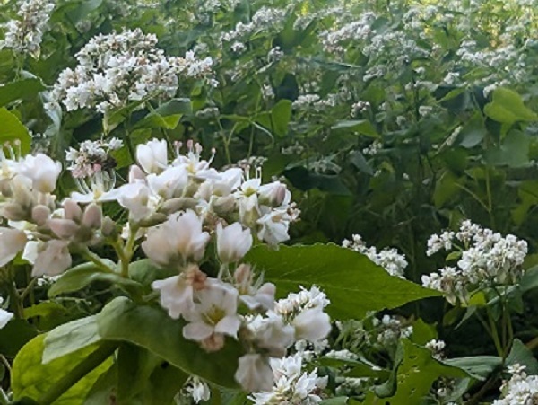 そばの花_2.jpg