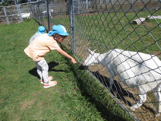 ４歳児がヤギにくさをあげています