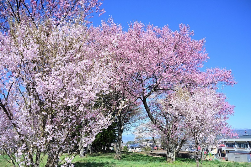 DSC_0815.JPG
