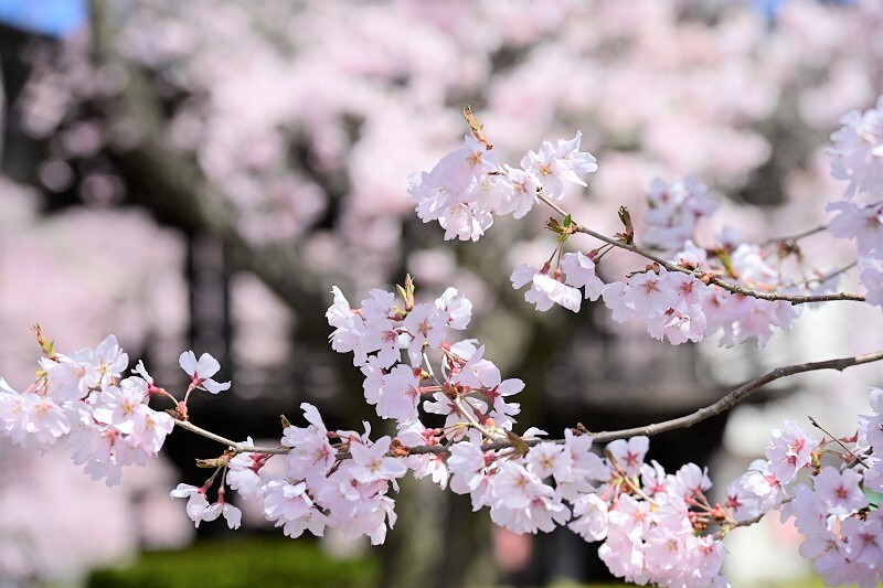 sakura_top.jpg
