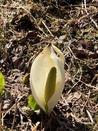 水芭蕉200.jpg
