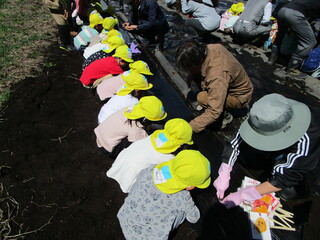 4歳児が地域の方々とじゃがいもを植えています