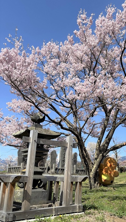 臥竜公園の桜とフゥーちゃん