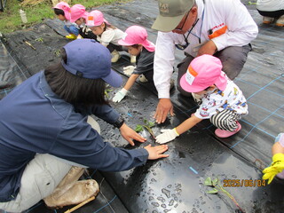 子どもが大人と一緒にさつまいもを植えています。