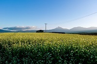 9・取悃譌･縺ｫ霈昴￥繧ｽ繝舌・闃ｱ.jpg 縺ｮ繧ｳ繝斐・ 縺ｮ繧ｳ繝斐・.jpg