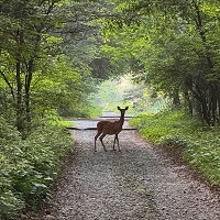 6・惨ilent Path縲＿.jpg 縺ｮ繧ｳ繝斐・.jpg