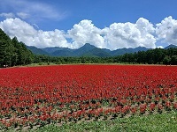 20.襍､縺・し繝ｫ繝薙い.jpg 縺ｮ繧ｳ繝斐・.jpg
