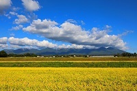 27.鮟・≡濶ｲ縺ｮ遞ｲ遨ゅ→蜈ｫ繝ｶ蟯ｳ.JPG 縺ｮ繧ｳ繝斐・.jpg