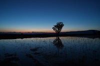 83.blue in the branches.jpg 縺ｮ繧ｳ繝斐・.jpg