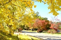 85.遘玖牡縺ｫ譟薙∪繧矩％.jpg 縺ｮ繧ｳ繝斐・.jpg