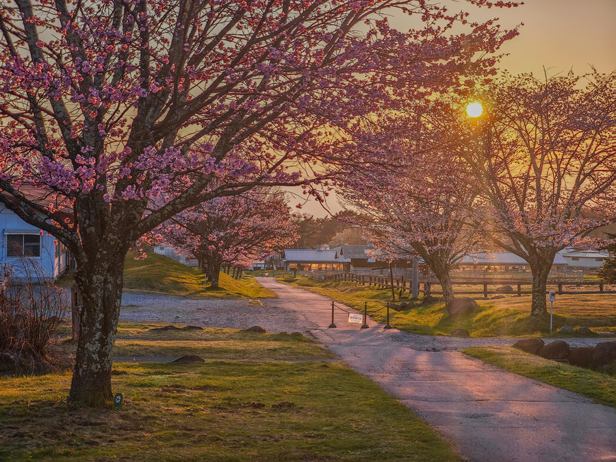 78.夕桜の牧場路（6位特別賞）.jpg