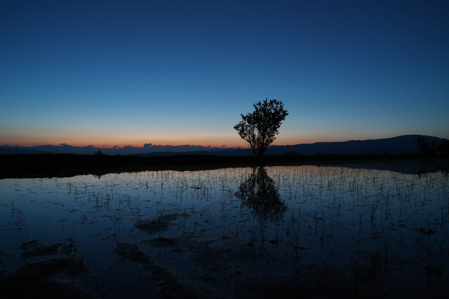 83.blue in the branches（優秀賞）.jpg
