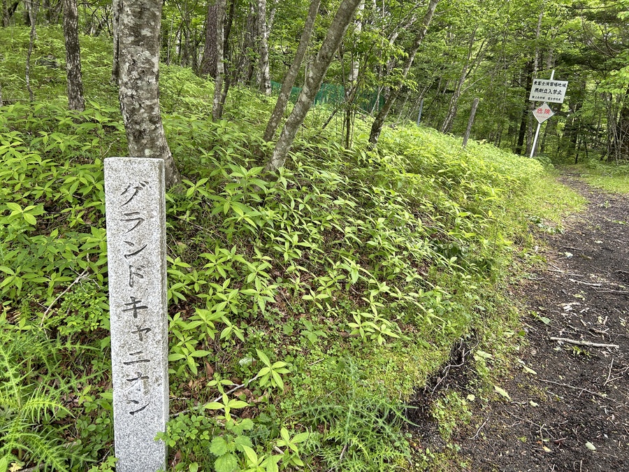 緑が広がるグランドキャニオンへの道