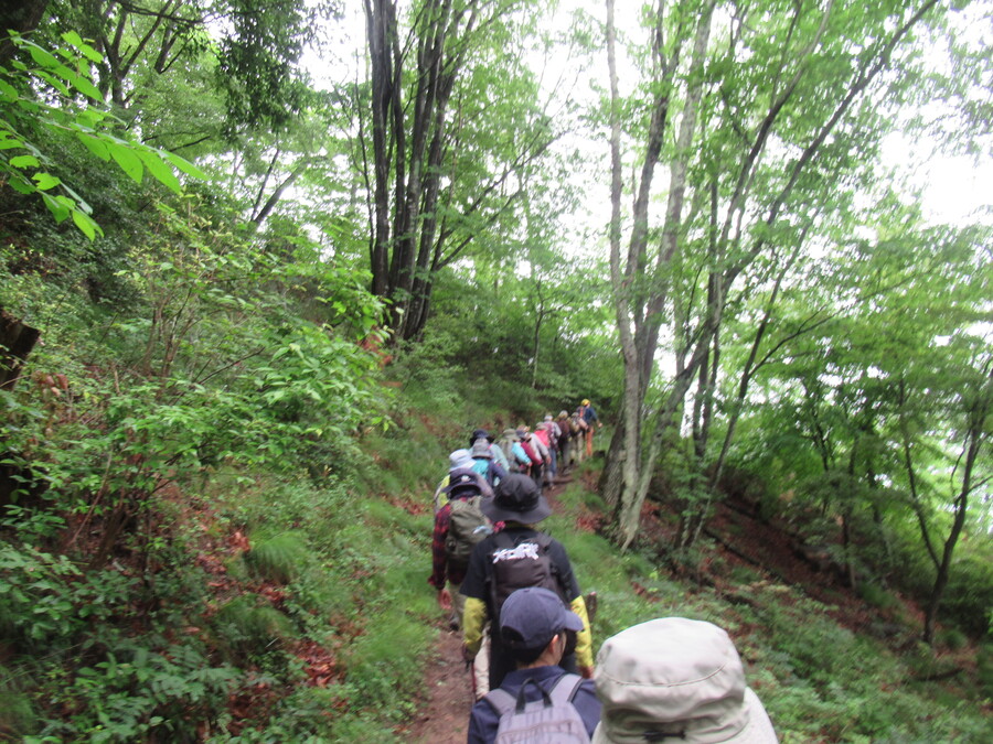 春は桜が満開の登山道