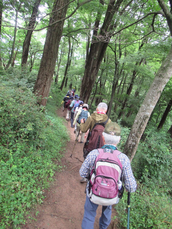 青々とした木々の間を通る登山道