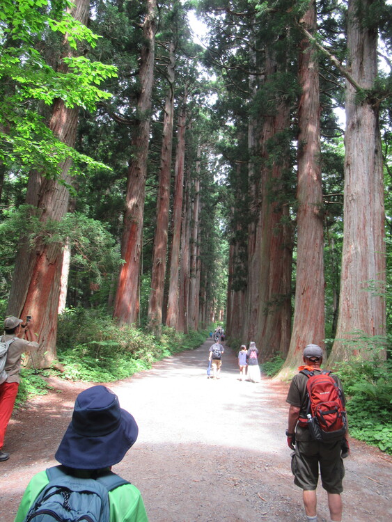 戸隠神社奥社に向かう巨木の杉並木