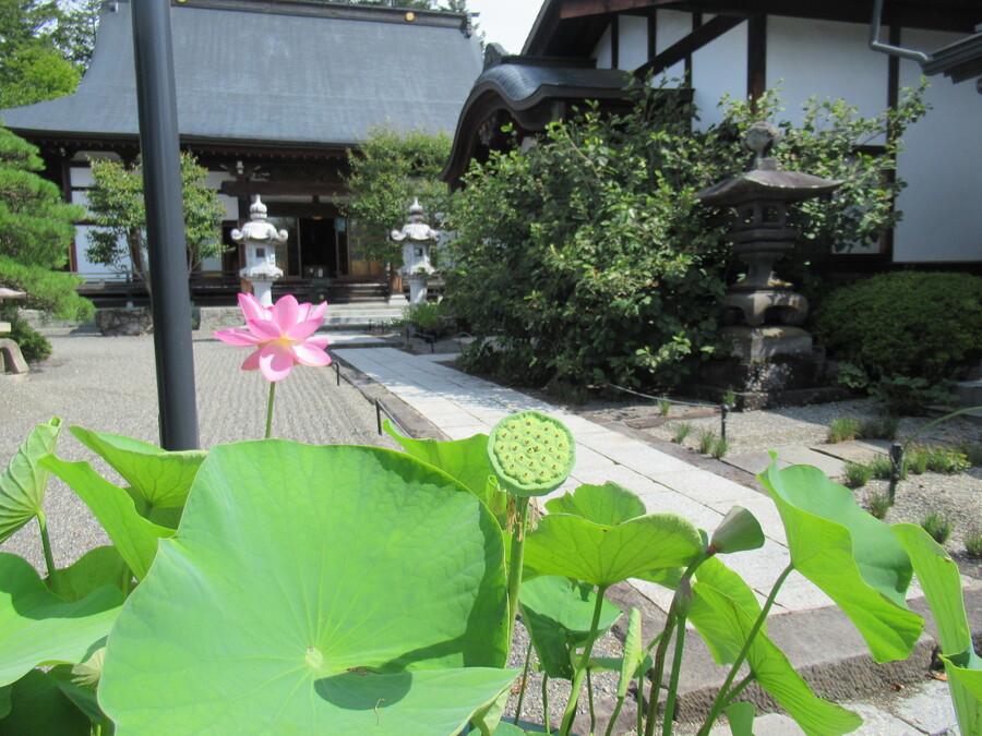 春は桜が綺麗な深叢寺。今は蓮の葉と花が鮮やかです