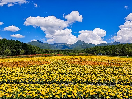 60.黄金の絨毯と八ヶ岳連峰.jpg