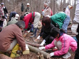 平成17年4月2日 キノコを育てよう