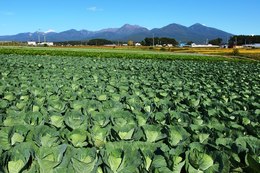 地域資源の一つとして認定された「八ヶ岳の裾野に広がる豊かな自然と農地が調和した農村の景観」