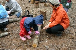 平成20年3月29日 きのこの菌打ち