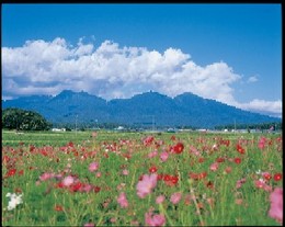 コスモス畑と八ヶ岳