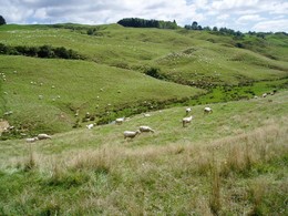 郊外はすべて牧場。羊が丘に白く張り付いているように見えます。