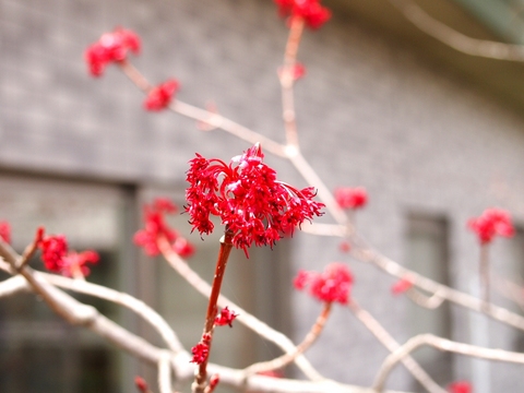 原村図書館東側の椛木の花（雌花）