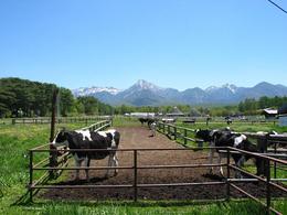 校内の牧場に放牧される乳牛の写真