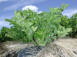 セロリは高原野菜の王様